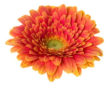 turuncu gerbera çiçek baş beyaz arka plan closeup izole. Gerbera havada, gölgesiz. Üst görünüm, düz yatıyordu.