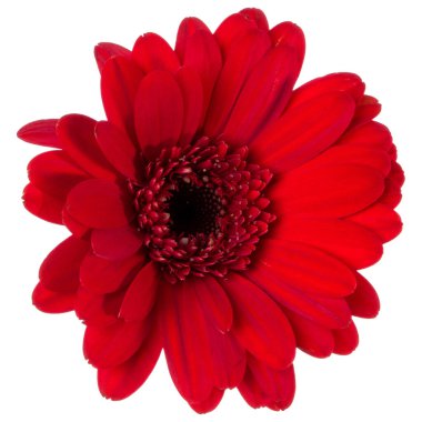 Kırmızı Gerbera çiçeğinin kafası beyaz arkaplanda izole edilmiş. Gerbera havada, gölgesiz. Üst manzara, düz uzanma..