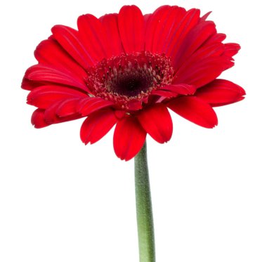 Uzun saplı dikey kırmızı gerbera çiçeği beyaz arkaplan üzerinde izole
