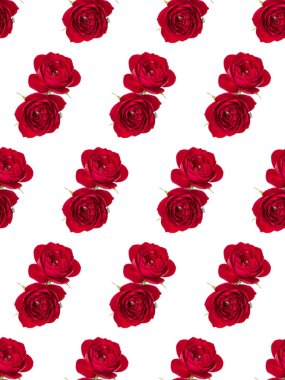 Beyaz arkaplanda izole edilmiş iki kırmızı gül çiçeği. Çiçeksiz desen..