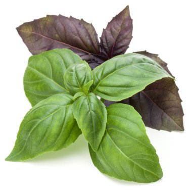 Taze yeşil Studio atış kapatın ve beyaz arka plan üzerinde izole karışık kırmızı fesleğen bitki yaprakları. Tatlı Cenevizli fesleğen ve mor koyu Opal fesleğen.