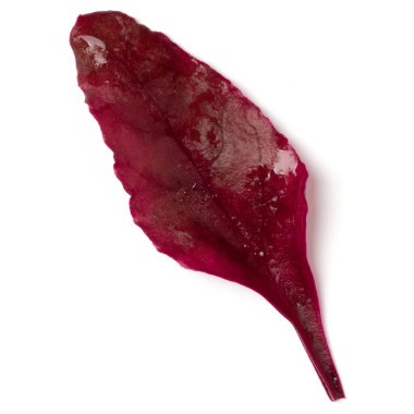 Marul pazı yaprak salatası avuç beyaz arka plan üzerinde izole. Üst görünüm, düz yatıyordu.