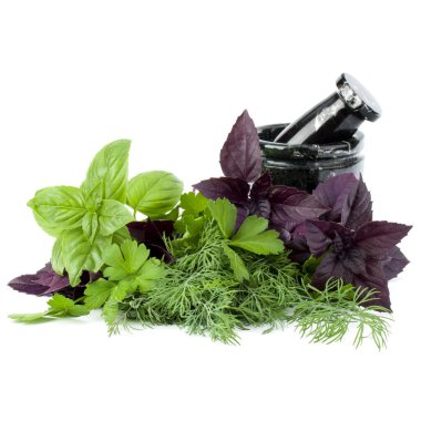 Beyaz arka planda izole edilmiş taze baharatlar, bitkiler ve taş havan topları. Tatlı fesleğen, kırmızı fesleğen, dereotu ve maydanoz.