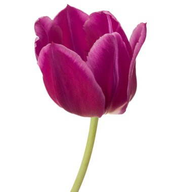 Lila Lale çiçek beyaz arka plan üzerinde izole kafa