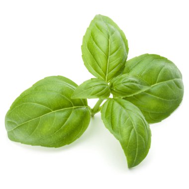 Beyaz arka planda izole edilmiş taze yeşil fesleğen yapraklarından yakın çekim. Tatlı Genovese fesleğeni.