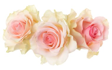 beyaz arka plan closeup izole üç pembe gül. Gül çiçeği buketi havada, gölgesiz. Üst görünüm, düz yatıyordu.