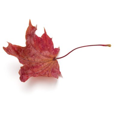 renkli sonbahar akçaağaç yaprağı üzerinde beyaz izole