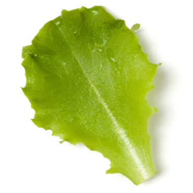 Beyaz arka planda marul yaprağı salatası. Üst manzara, düz uzanma.