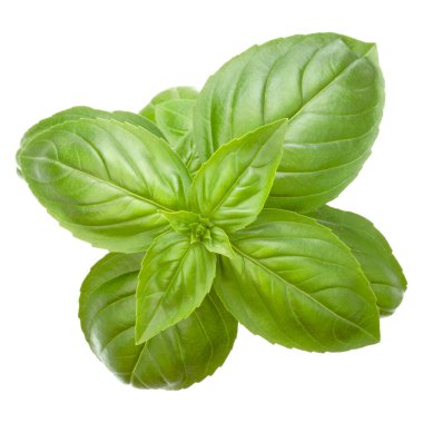 Beyaz arka plan kesme izole taze tatlı Cenevizli fesleğen yaprakları.