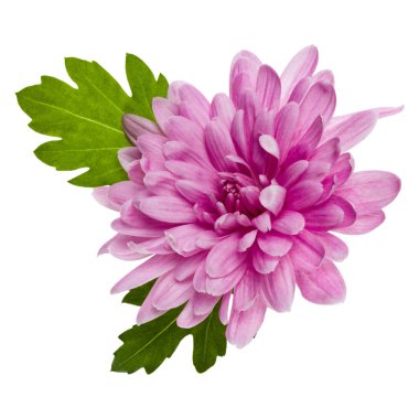 beyaz arka plan closeup izole yeşil yaprakları ile bir krizantem çiçek baş. Bahçe çiçeği, gölge yok, üst görünüm, düz yatıyordu.