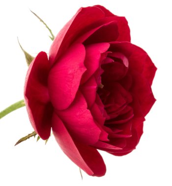 çiçek baş beyaz arka plan kesme izole bir kırmızı gül