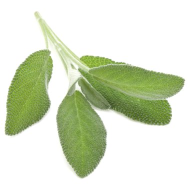 Beyaz arka plan kesme izole buket adaçayı bitki yaprakları.