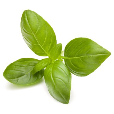 Beyaz arka plan closeup izole fesleğen bitki yaprakları