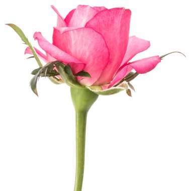 Beyaz arka plan kesme izole bir pembe Gül çiçek