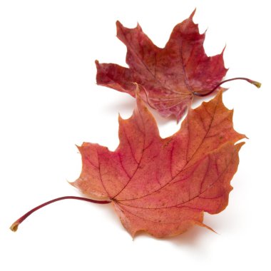 renkli sonbahar akçaağaç yaprağı üzerinde beyaz izole
