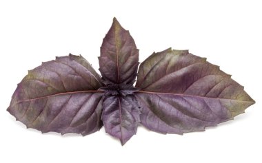 Beyaz arka plan üzerinde izole kırmızı taze fesleğen bitki yaprakları stüdyo çekim kapatın. Mor koyu Opal fesleğen.