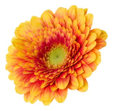 turuncu gerbera çiçek baş beyaz arka plan closeup izole. Gerbera havada, gölgesiz. Üst görünüm, düz yatıyordu.