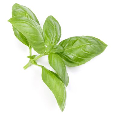 fesleğen bitki üzerinde izole beyaz arka plan bırakır. Cenova fesleğen yaprağı.