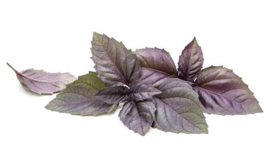 Beyaz arka plan üzerinde izole kırmızı taze fesleğen bitki yaprakları stüdyo çekim kapatın. Mor koyu Opal fesleğen.