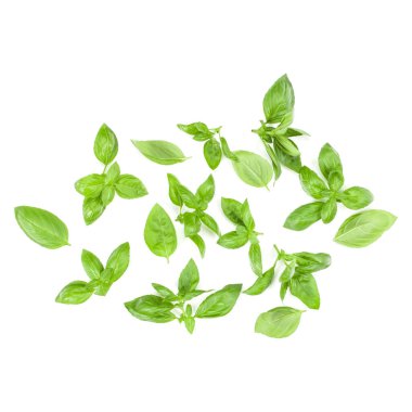 Arka plan aranjman beyaz izole tatlı Cenevizli fesleğen yaprağı. Üstten görünüm.