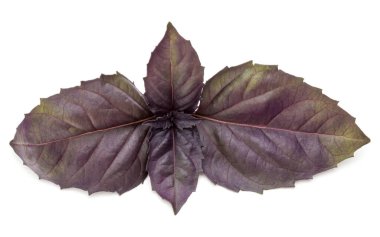 Beyaz arka plan üzerinde izole kırmızı taze fesleğen bitki yaprakları stüdyo çekim kapatın. Mor koyu Opal fesleğen.