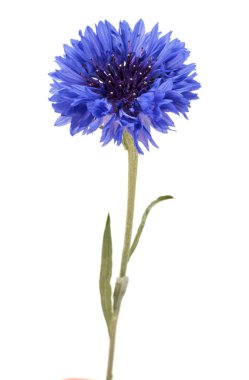 Mavi Peygamber Çiçeği bitki veya lisans düğmesini çiçek beyaz arka plan kesme izole kafa
