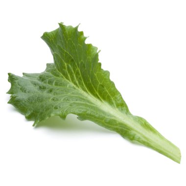 Stüdyo çekim taze yeşil hindiba salatası yaprak beyaz arka plan üzerinde izole kapatmak.