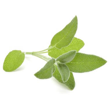 Beyaz arka plan kesme izole buket adaçayı bitki yaprakları.