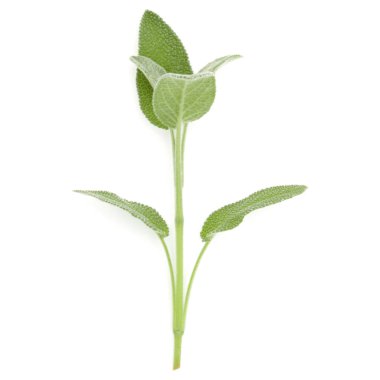 Adaçayı bitki buket beyaz arka plan kesme izole bırakır. Üstten Görünüm.