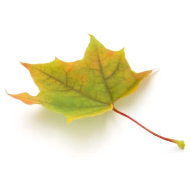renkli sonbahar akçaağaç yaprağı üzerinde beyaz izole