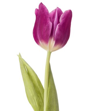 Lila Lale çiçek beyaz arka plan üzerinde izole kafa