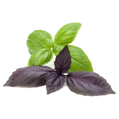 Taze yeşil Studio atış kapatın ve beyaz arka plan üzerinde izole karışık kırmızı fesleğen bitki yaprakları. Tatlı Cenevizli fesleğen ve mor koyu Opal fesleğen.