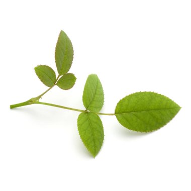 Beyaz arkaplanda yeşil gül yaprağı izole edildi