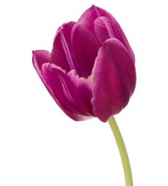 Lila Lale çiçek beyaz arka plan üzerinde izole kafa