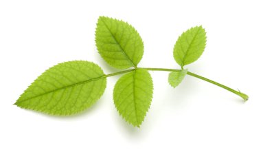 Beyaz arkaplanda yeşil gül yaprağı izole edildi