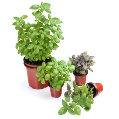 Beyaz arka plan kesme izole tencerede büyüyen taze tatlı Cenevizli basil otlar.