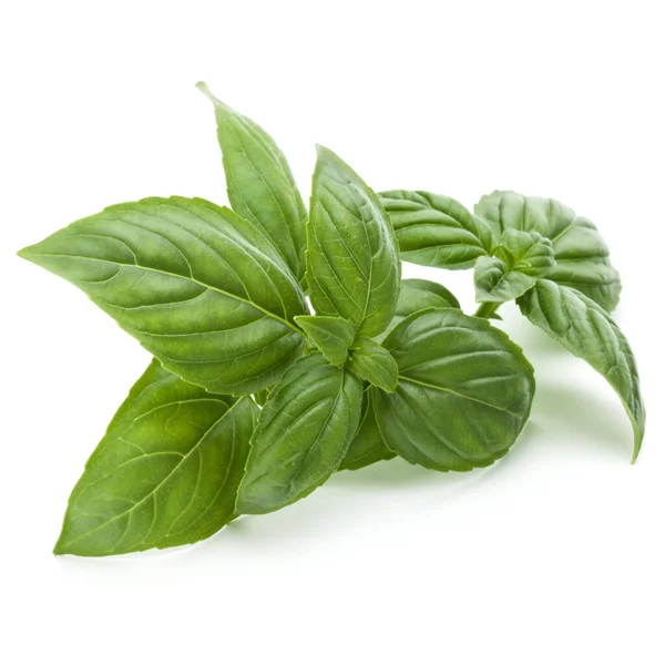 Close Studio Shot Fresh Green Basil Herb Leaves Isolated White — Stock Photo, Image