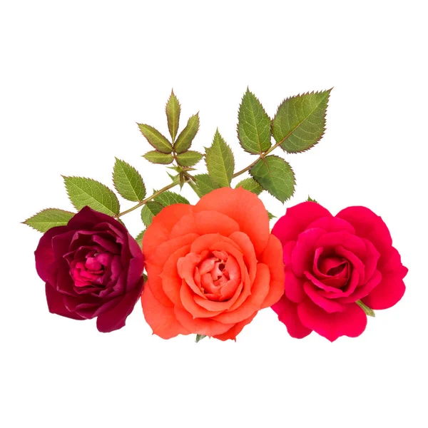 Красочный Букет Цветов Розы Зелеными Листьями Выделенными Белом Фоне — стоковое фото