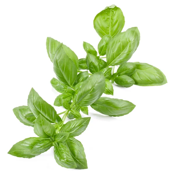 Sweet Basil Herb Leaves Isolated White Background Genovese Basil Leaf — Stock Photo, Image