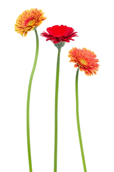 Drie Verticale Gerbera Bloemen Met Lange Steel Geïsoleerd Witte Achtergrond — Stockfoto