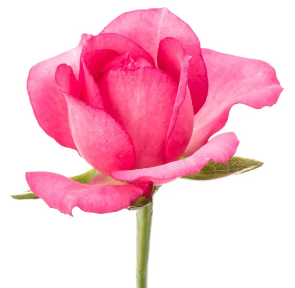 Rosa Ros Blomma Isolerad Vit Bakgrund Cutout — Stockfoto