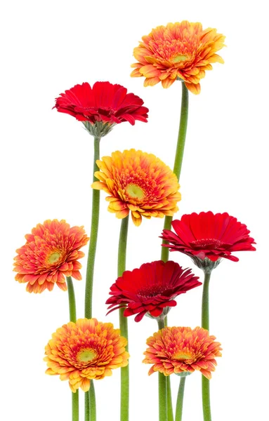 Vertikala Gerbera Blommor Med Stam Isolerad Ver Vit Bakgrund Vårbukett — Stockfoto