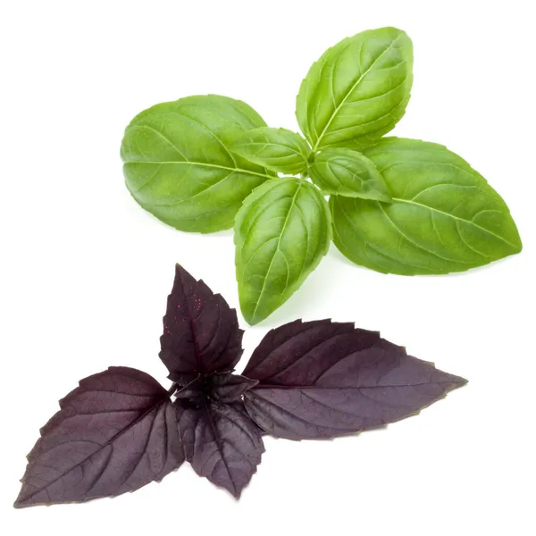 Close Studio Shot Fresh Green Red Basil Herb Leaves Mix — Stock Photo, Image