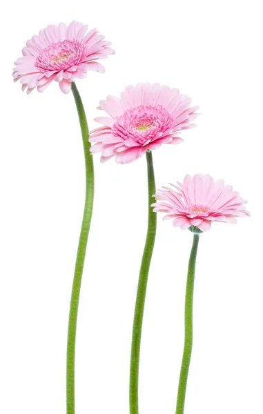 Três Flores Gerbera Rosa Vertical Com Haste Longa Isolada Fundo — Fotografia de Stock