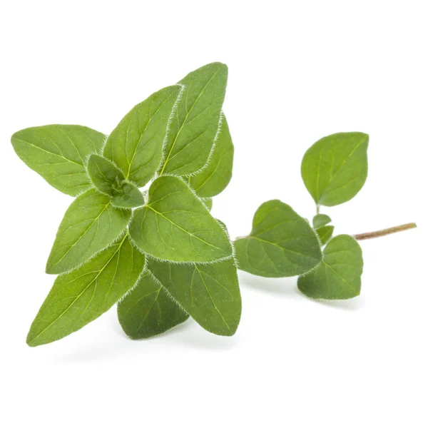 Oregano Oder Majoranblätter Isoliert Auf Weißem Hintergrund Ausgeschnitten — Stockfoto