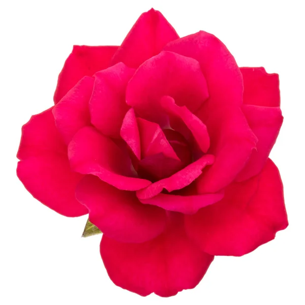 Una Rosa Roja Cabeza Flor Aislada Recorte Fondo Blanco —  Fotos de Stock