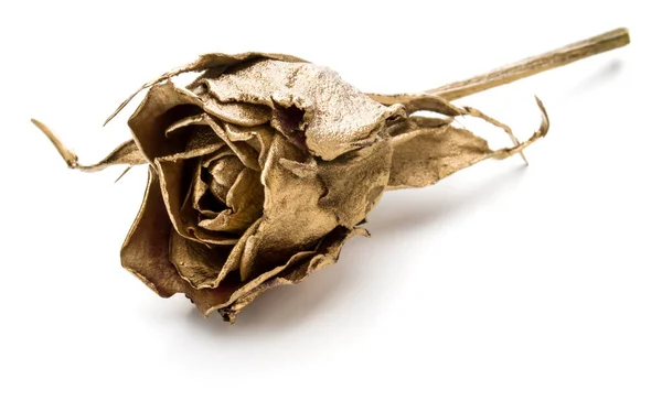 Jedna Zlatá Růže Izolovaných Bílém Pozadí Výřez Zlatý Sušeného Květu — Stock fotografie