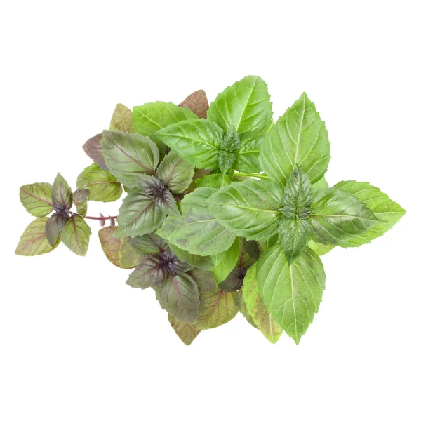 Fresh Sweetl Basil Bouquet Isolated White Background Cutout Top View — Stock Photo, Image