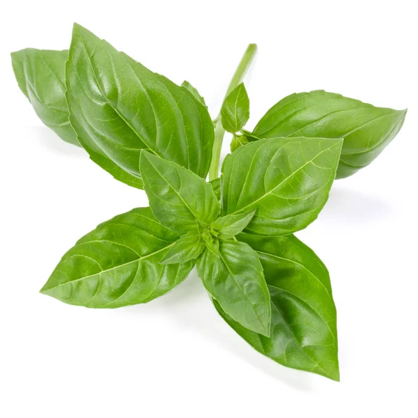 Sweet Basil Bylinkové Listy Izolované Bílém Pozadí Lístkem Bazalky Genovese — Stock fotografie