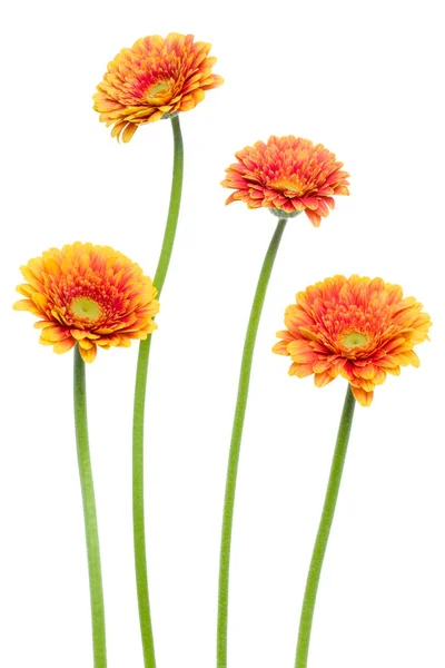 白い背景に隔離された長い茎を持つ垂直オレンジガーベラの花 春の花束 — ストック写真